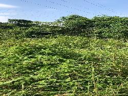 #3280 - Terreno para Alquiler en Guayaquil - G