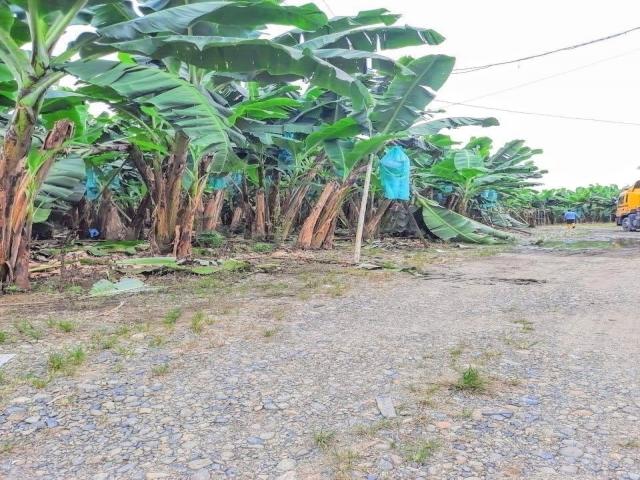 Hacienda para Venta en Pueblo Viejo - 3