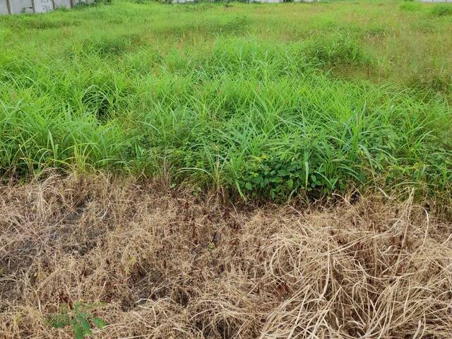 #4059 - Terrenos Industriales para Alquiler en Guayaquil - G