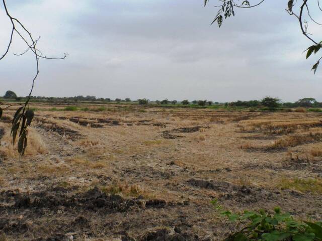 VENTA DE TERRENO INDUSTRIAL 10 HECTÁREAS- DURÁN TAMBO
